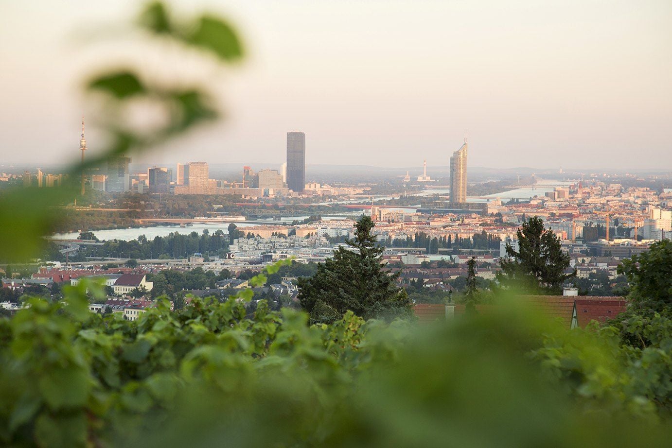 Blick über Weingärten auf Wien